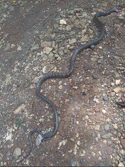 snake in the ground