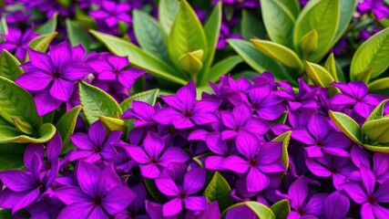 Vibrant purple flower petals and lush green leaves in a botanical garden, nature, foliage