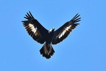 Naklejka premium A majestic condor soaring high above the Andes mountains, wings spread wide