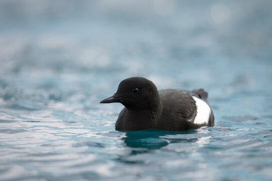 Black guillemot