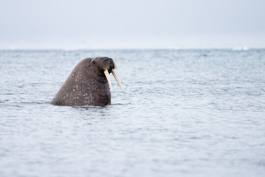 Walrus in the water