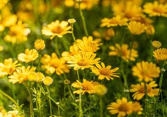 Dew on yellow daisy field under the morning sunlight in the nature background.