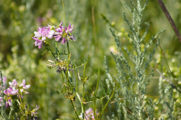 Closeup of common crownvetch flowers with selective focus on foreground