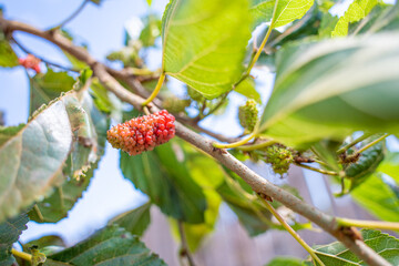 Ripe black and unripe red. Mulberries on branch tree or Morus alba during may in a garden in Vietnam.