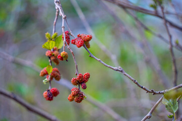Ripe black and unripe red. Mulberries on branch tree or Morus alba during may in a garden in Vietnam.