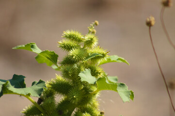 Closeup of common cocklebur green fruits with blurred background