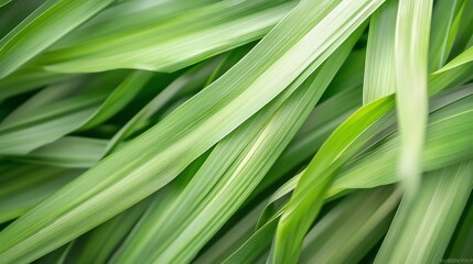 Obraz premium Lush green grass blades closeup, garden background, nature texture