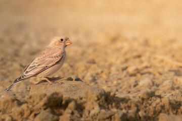 Trumpeter finch