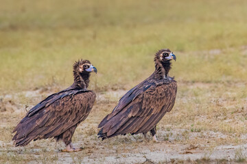 Cinereous Vulture