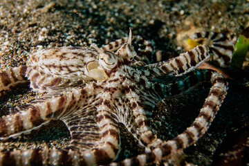 Mimik Oktopus - Thaumoctopus mimicus - Anilao Philippinen