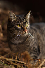 Cute european short hair cat has discovered something interesting and is looking to the right