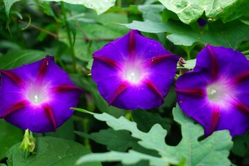 紫色の昼顔の花