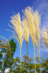 青空に映えるススキの穂
