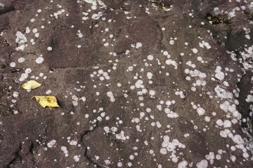 大きな岩の模様