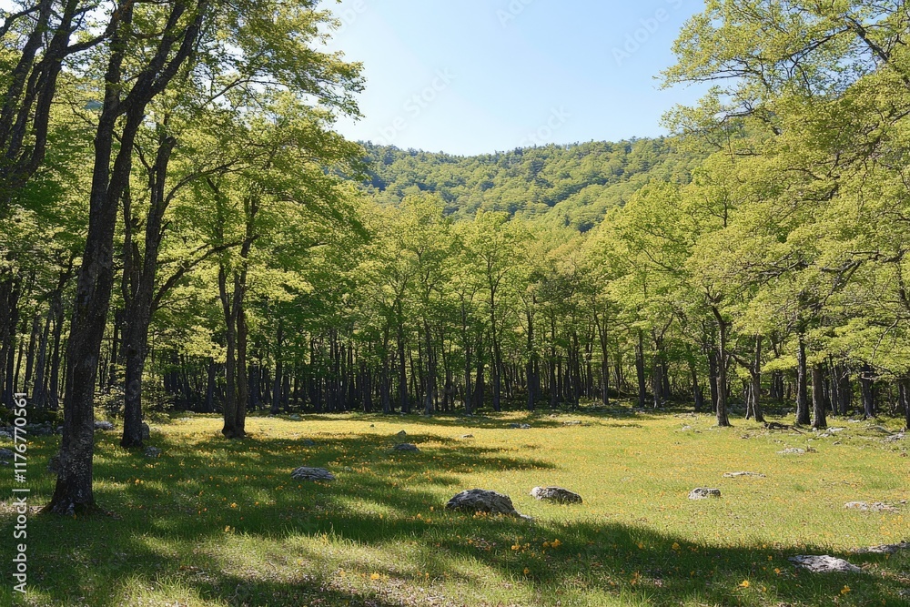 Aufkleber a vibrant forest filled with lush greenery and sunlight filtering through the leaves, creating a pic