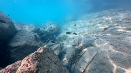 Underwater video of fish between the rocks in Lake Malawi at Nakatenga Island. Nankoma Island, Lake Malawi. Malawi.