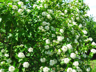 Viburnum bubblegum (Physocarpus opulifolius) blooms in summer