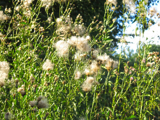 white-wool field bodyak plant (Cirsium) blooms with white fluff