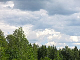 Obraz premium view of the summer russian forest