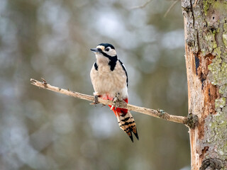 Buntspecht (Dendrocopos major)   