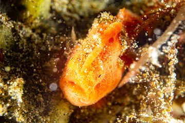 Gestreifter Anglerfisch - Antennarius striatus - Anilao Philippinen