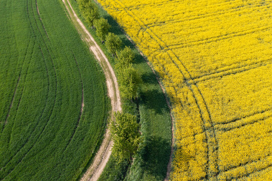 Aerial view of a rural landscape with a treelined dirt road and agricultural fields, including a yellow oilseed rapefield in Franconia, Bavaria, Germany.