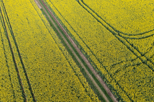 Aerial view of a dirt road through a yellow oilseed rapefield in Franconia, Bavaria, Germany during springtime