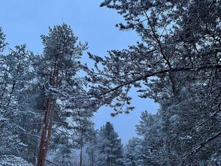 A view of the snowy pine forest in the evening.