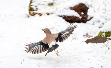 Eichelhäher (Garrulus glandarius)
