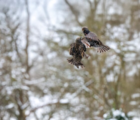 Star (Sturnus vulgaris)        ,Star, European ,starling,sturnus,vulgaris, Bauernhof,nahrung,Eifel, Streit, Winter, Fütterung, streiten, Futterstelle