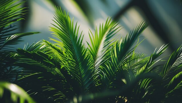 Dense green tropical palm leaves with deep shadows in lush foliage
