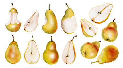 Large set of pears. Juicy ripe fruits. Different types of pears. Cut, eaten and bitten fruits. Yellow with red. juicy pulp and maligner black seeds. Watercolor illustration without background