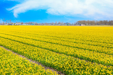 Fototapeta premium Field of yellow daffodil flowers panoramic background