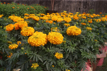 marigold flower plant on farm