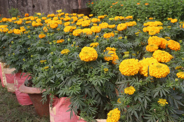 marigold flower plant on farm