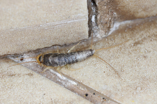 Macro photo of a Gray silverfish (Ctenolepisma longicaudatum) on floor.