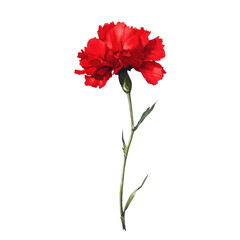 Vibrant Red Carnation Flower for Floral Designs on transparent background