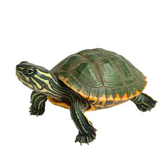 Fototapeta premium Close-up of a Single Turtle in Its Natural Habitat on transparent background