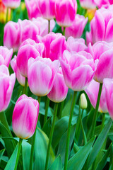 Vibrant colorful closeup pink and white tulips holiday background