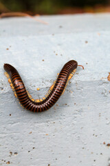 Centipede on a the floor