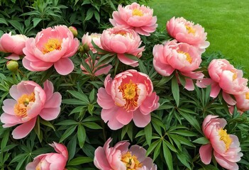 Obraz premium A close-up of a Coral Charm peony flower in a garden