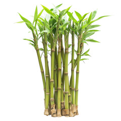 Obraz premium Bamboo Plant Cluster Isolated for Natural Decor and Design on transparent background