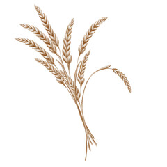 Grains of wheat in spikelets of yellow color as a symbol of harvest festival, bread and prosperity. The watercolor illustration is hand-painted on a transparent background