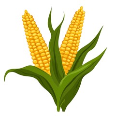 Isolated Yellow Corn Cobs with Green Leaves on White Background - Organic Vegetables