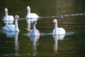 茨城県那珂市　古徳沼の白鳥
