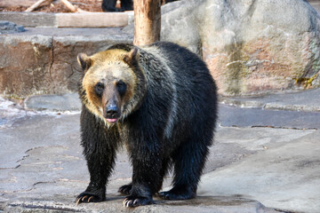 日本最大の陸生哺乳類　大迫力ヒグマ