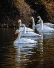 茨城県那珂市　古徳沼の白鳥
