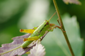 ミカドフキバッタの幼虫