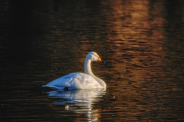 茨城県那珂市　古徳沼の白鳥
