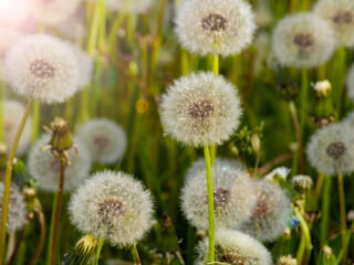 Close-Up of Dandelion Seed Heads in a Sunlit Meadow